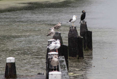 Sea birds all lined upの写真素材