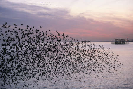 Sussex murmurationsの写真素材
