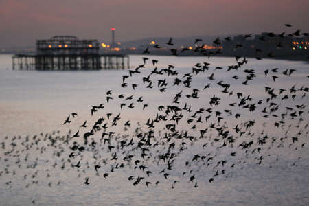 Brighton murmurationsの写真素材