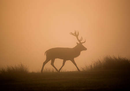 Sunrise stag silhouetteの写真素材
