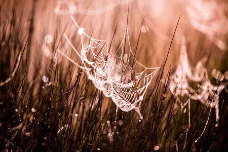 Orange sunrise glow on cobwebの写真素材