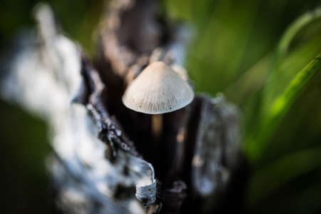 Funghi on a treeの写真素材