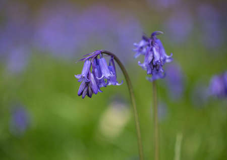 Bluebell bokehの写真素材