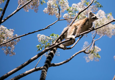 Ring tailed lemur in a lilac treeの写真素材