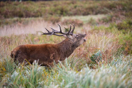 Bellowing red deerの写真素材