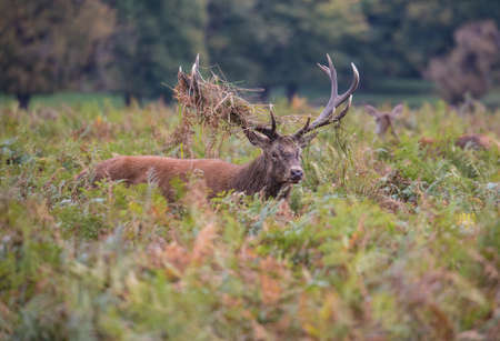 Red deer with ferns on antlersの写真素材