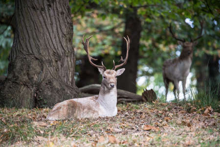 Fallow deerの写真素材