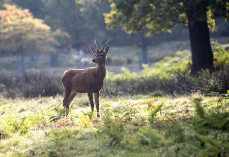 Young red deer at dawnの写真素材