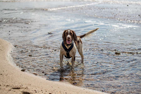 Spaniel in the seaの写真素材