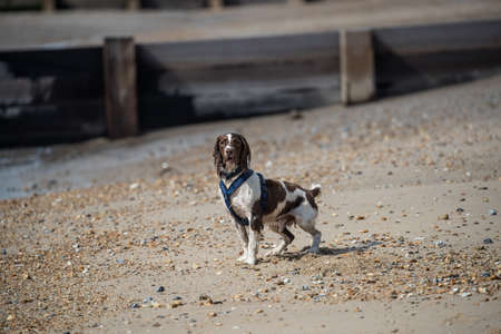 Spaniel on beachの写真素材