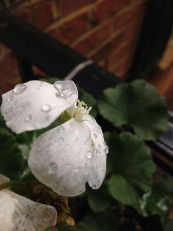 A little rain never hurts の素材