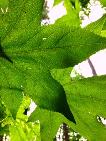 Complexity of nature の素材