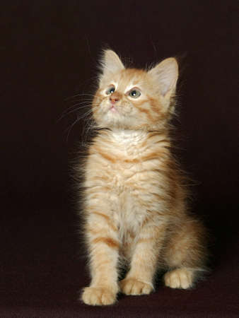 kittenの写真素材