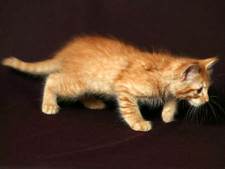 kittenの写真素材