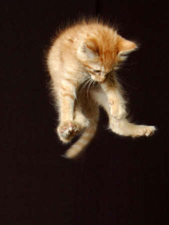 kittenの写真素材