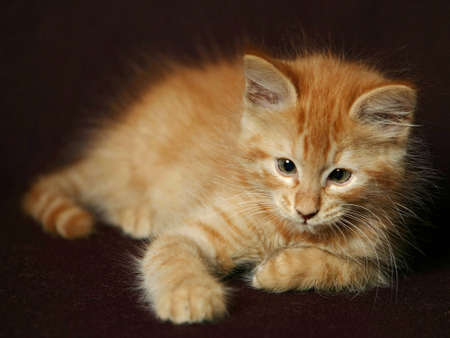 kittenの写真素材