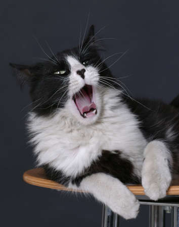 catの写真素材