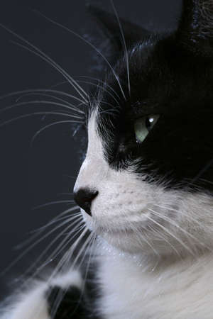 catの写真素材