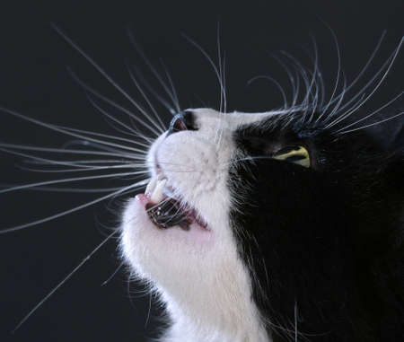 catの写真素材