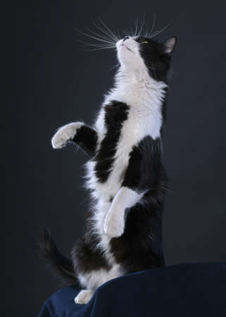 catの写真素材
