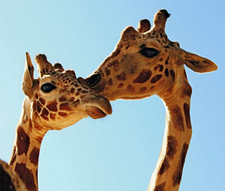 Giraffeの写真素材