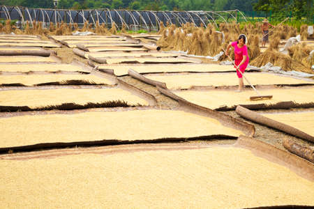 The workers are harvesting and sun-drying their cropsのeditorial素材