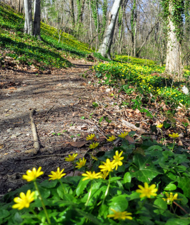 A view of pretty yellow flowers in a forest.の写真素材