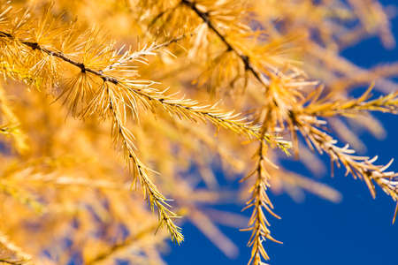 yellow tamarack larch tree in autumn against blue skyの写真素材
