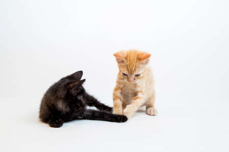 Feline in the Bright Studio Settingの写真素材