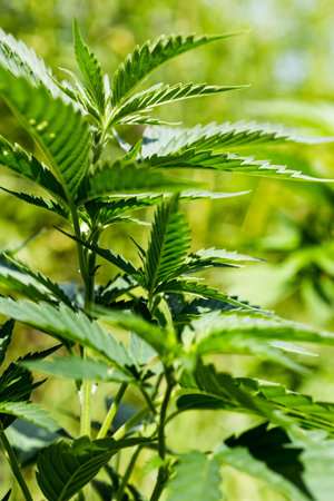 Cannibis or Marijuana Plant Seedling