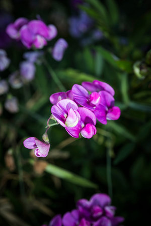 Floral Closeup with a Blurred Backgroundの写真素材