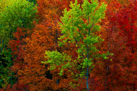 abstract view of colorful fall foliage
