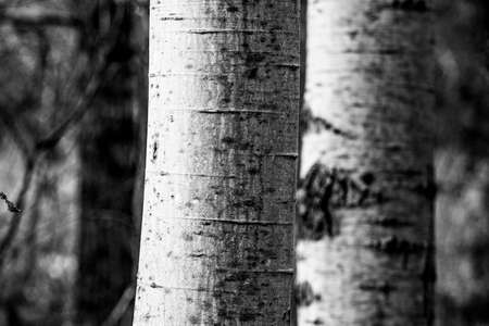artistic fall view of trunks of birch trees in autumnの写真素材