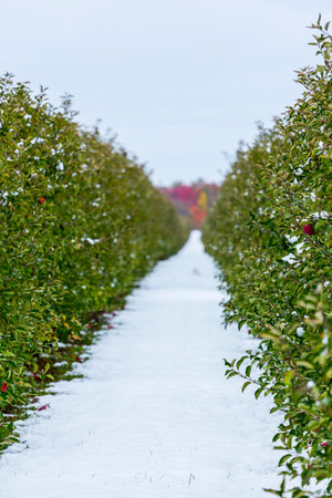 row of commercial apple trees under fresh snowfall