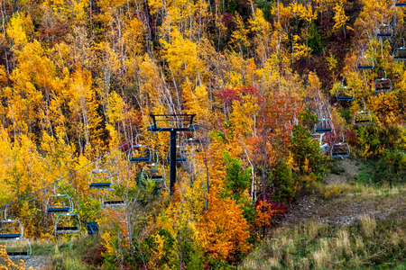 Intensely coloured fall forest of foliage on mountainsideの写真素材