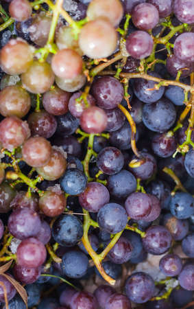fresh picked ripe concord grapes backgroundの写真素材
