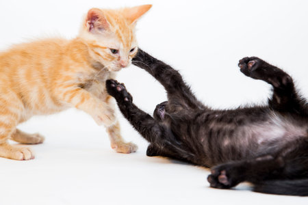 Feline in the Bright Studio Settingの写真素材