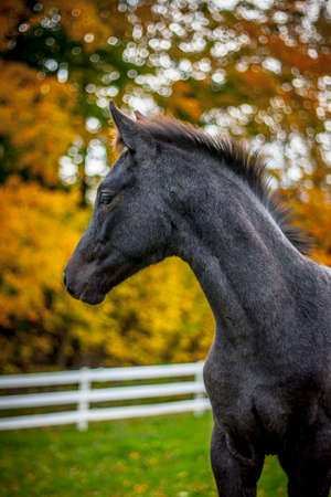 Horse in Beautiful Fall Landscapeの写真素材