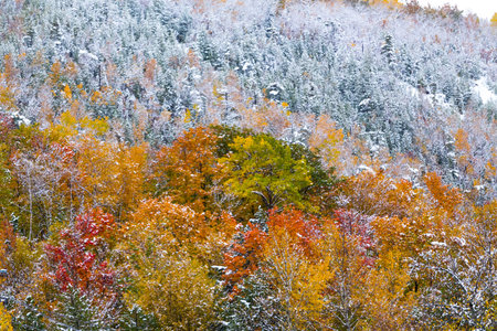 freshly fallen snow on fall foliage