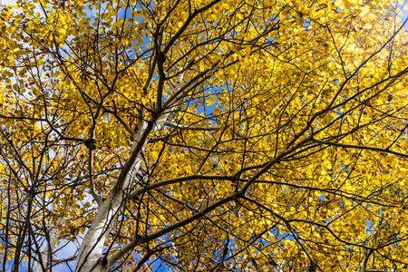 Golden Leaves on a Birch, or Aspen Tree with White Bark