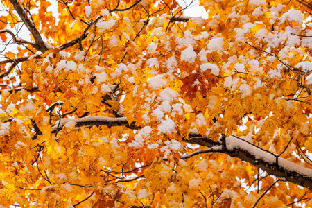 Fresh Snowfall on Golden Maple Leaves in Autumn texture