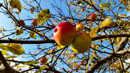 appls riped on the tree in autumn