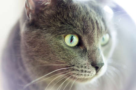 Domestic Housecatの写真素材