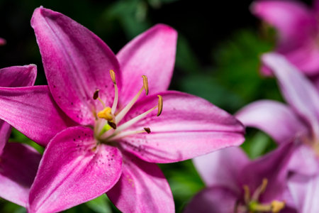 Floral Closeup with a Blurred Backgroundの写真素材