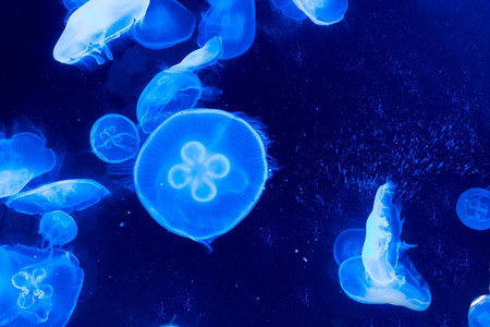 Underwater view of jellyfishの写真素材