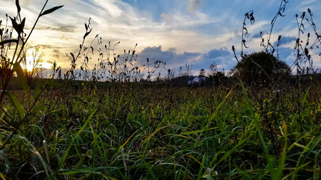 grassy meadow viewの写真素材