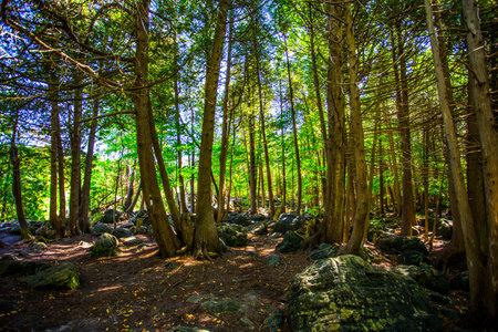 In dense green forest view