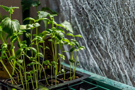 Cultivating Seedlings in a Greenhouse Indoors