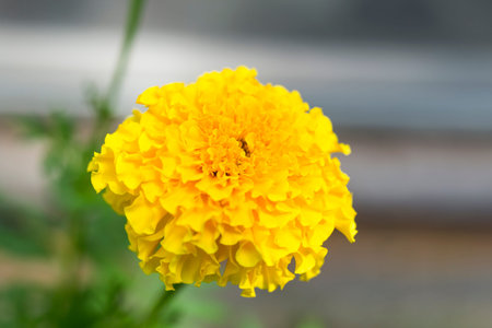 Floral Closeup with a Blurred Background