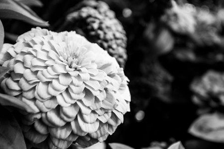 Floral Closeup with a Blurred Background